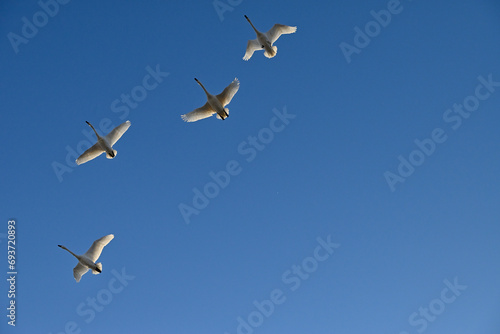 The arrival of swans, Utsunomiya, Tochigi