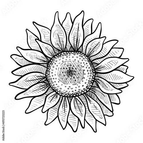 flower handdrawn illustration