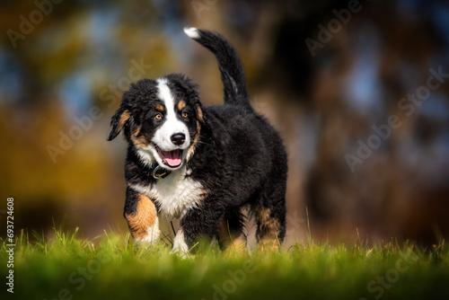 Berner Sennenhund Welpe