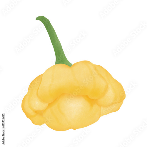 Scotch Bonnet Pepper Illustration Cartoon Design.