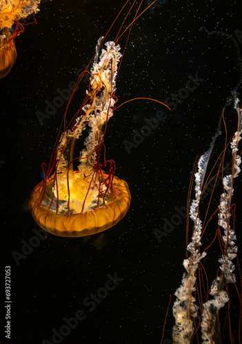 jellyfish in aquarium