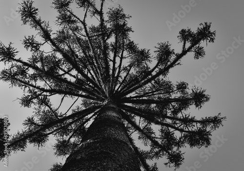 silhouette of a tree