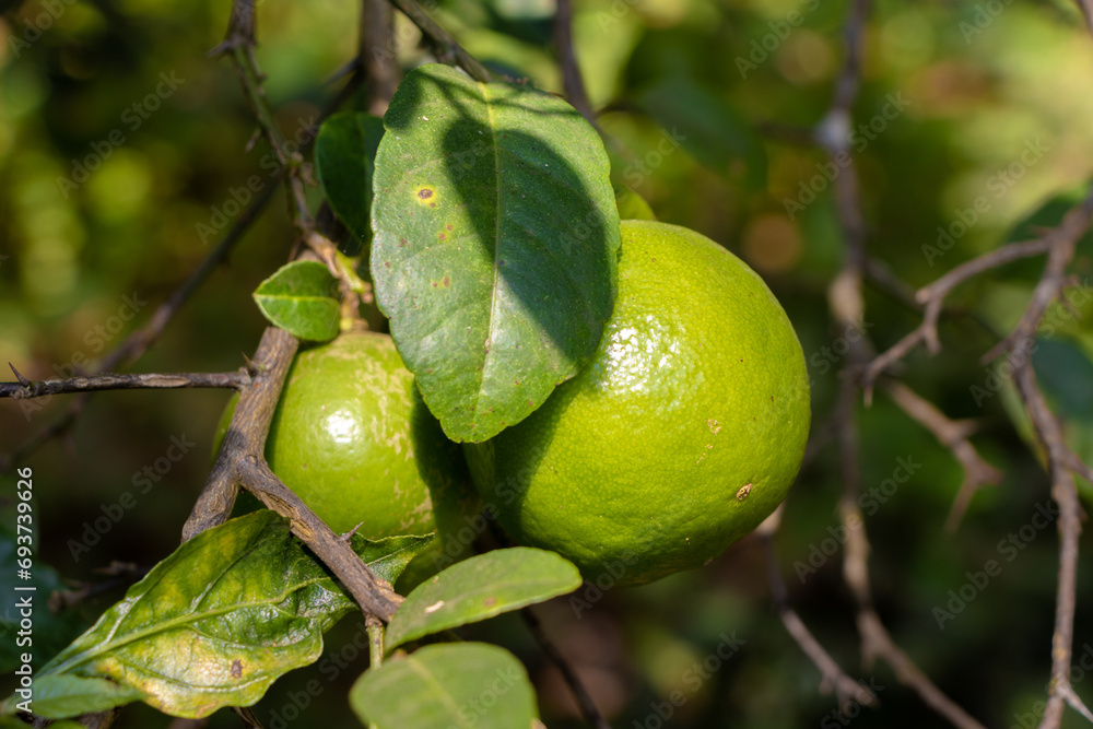 Closeup image of the lemon hanging on it's tree