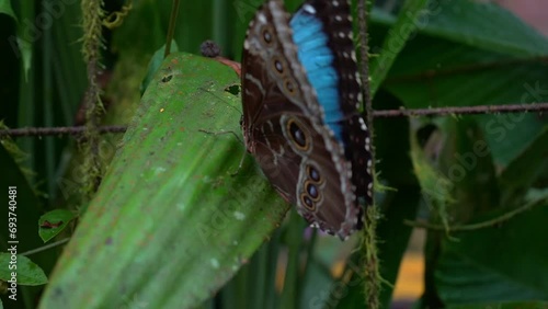 Closeup footage of the Blue morphos Butterfly, and the orange and black in Costa Rica photo