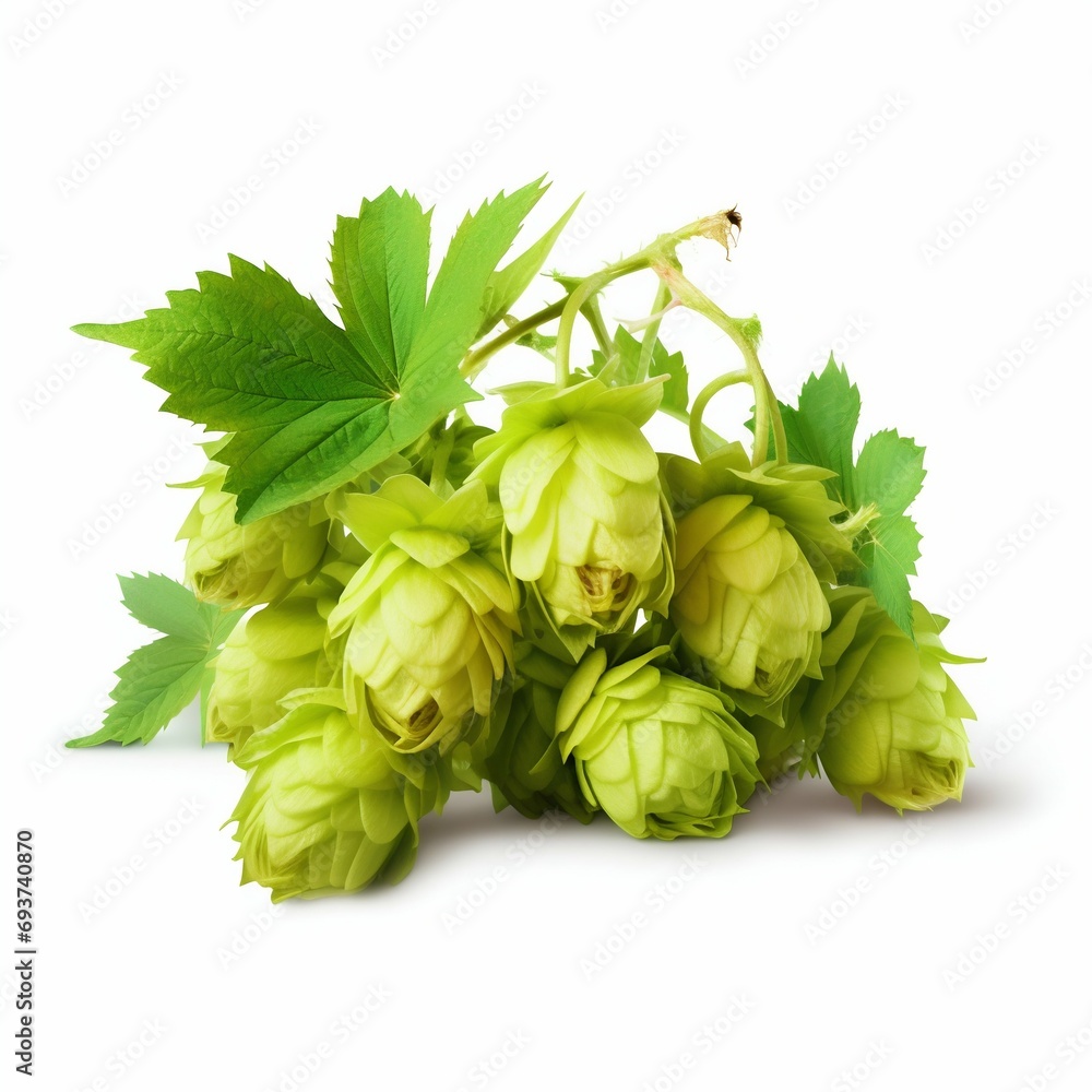 Fresh Humulus Lupulus Hops Isolated on White Background. Generative ai Fresh Humulus Lupulus Hops Isolated on White Background. Generative ai