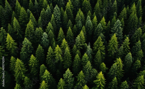 aerial view of pine trees in the forest