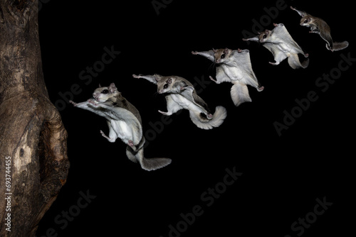 Photo composition of five Southern Flying Squirrels (Glaucomys volans) gliding to land on a tree trunk. Nocturnal and active at night the small rodent jumps from tree to tree in search of food  photo