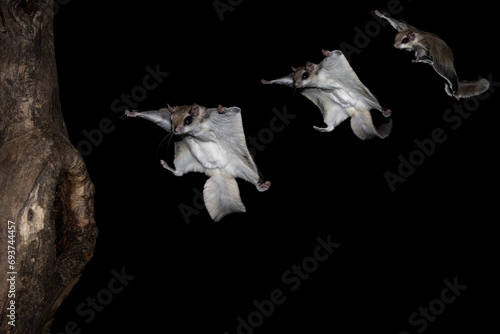 Composition of Southern Flying Squirrel (Glaucomys volans) flightpath. Stages of the tiny rodents glide from perch to tree trunk. Spreads its membrane to fly through the air. Small nocturnal rodent  photo