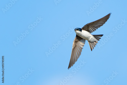 Graceful Tree Swallow in Mid-Air