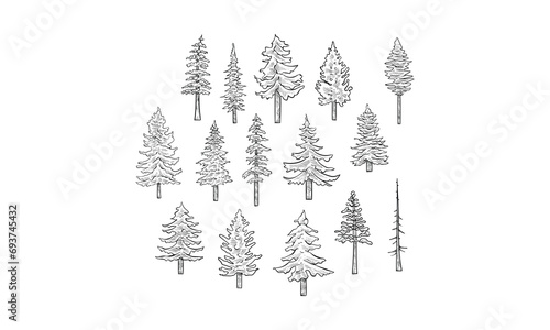 spruce tree handdrawn collection