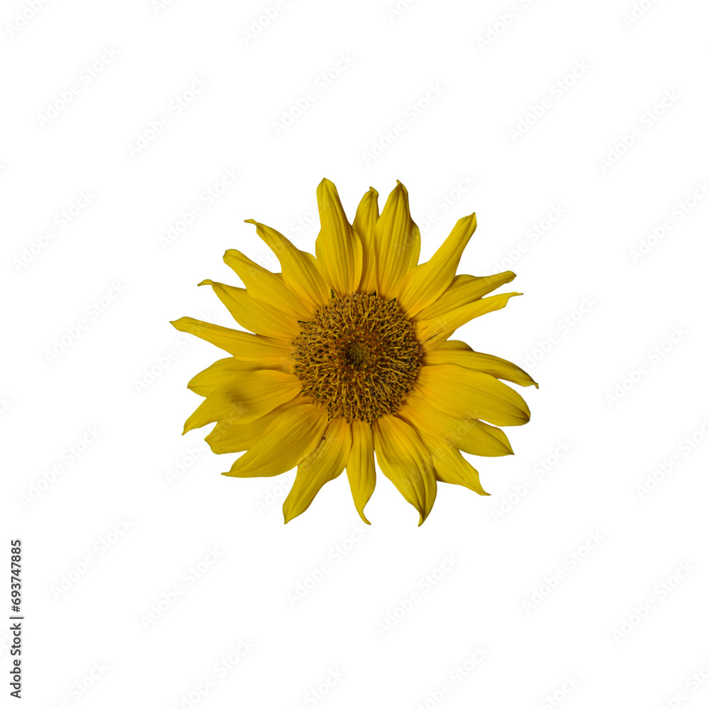 Fototapeta premium Sunflower with transparaent background for design