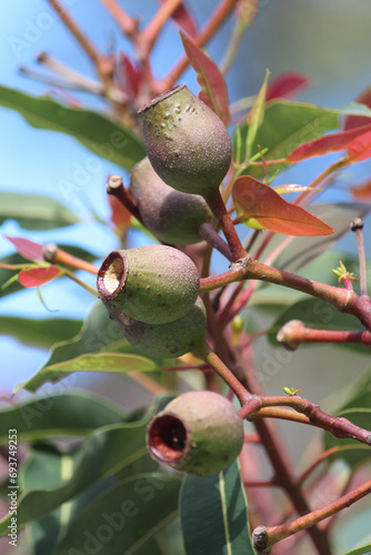 Corymbia ficifolia or Redflower gum growing in a garden. Pictured the fruit is a woody urn-shaped capsule photo