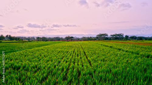 Beautiful landscape photo of rice fieldsBeautiful landscape photo of rice fields photo