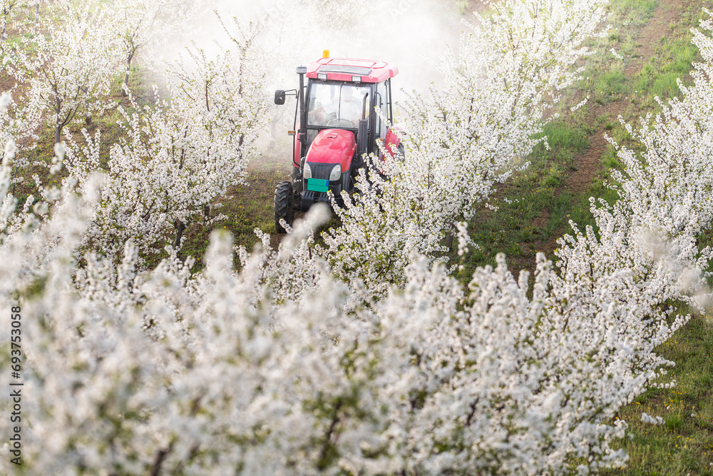 Obraz premium Tractor sprays insecticide in cherry orchard in spring.