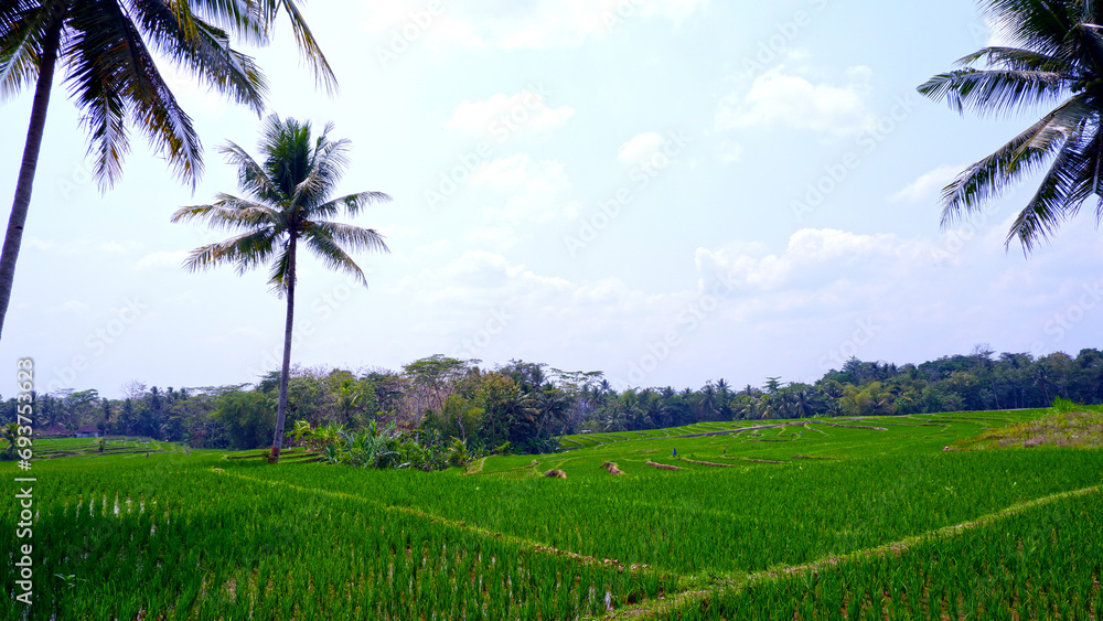 Landscape photo of rice fields with coconut trees. Landscape photo of rice fields with coconut trees.