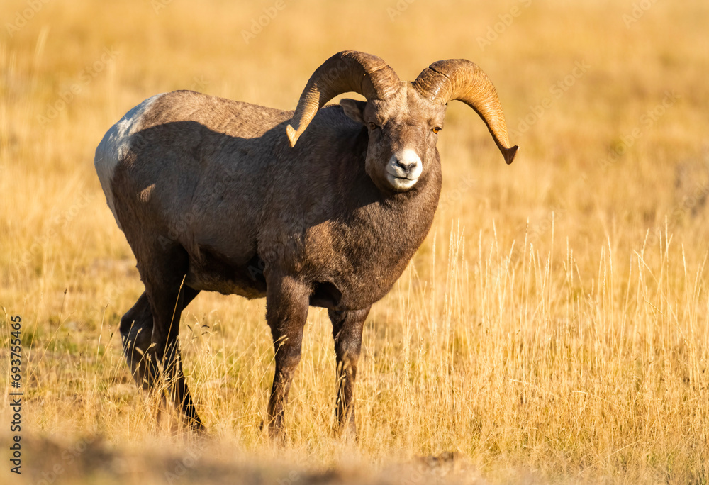 Big Horn Ram's during the Rut Big Horn Ram's during the Rut