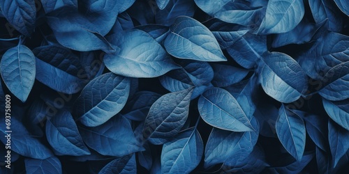 Top view full leaves texture background, blue tone photo