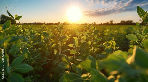 Soybean field at sunset. Young green soybean plants at sunset.