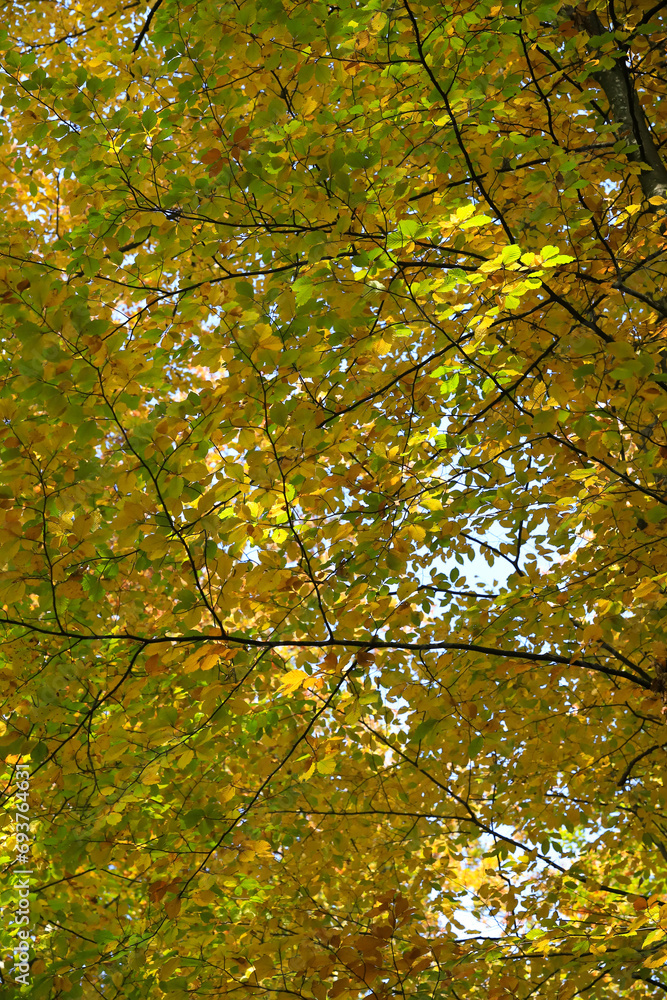 autumn colored leaves at a branch