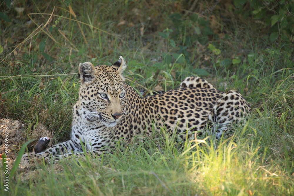 young female leopard lies in green grass young female leopard lies in green grass
