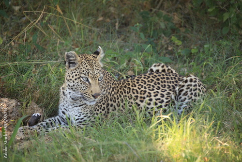 young female leopard lies in green grass