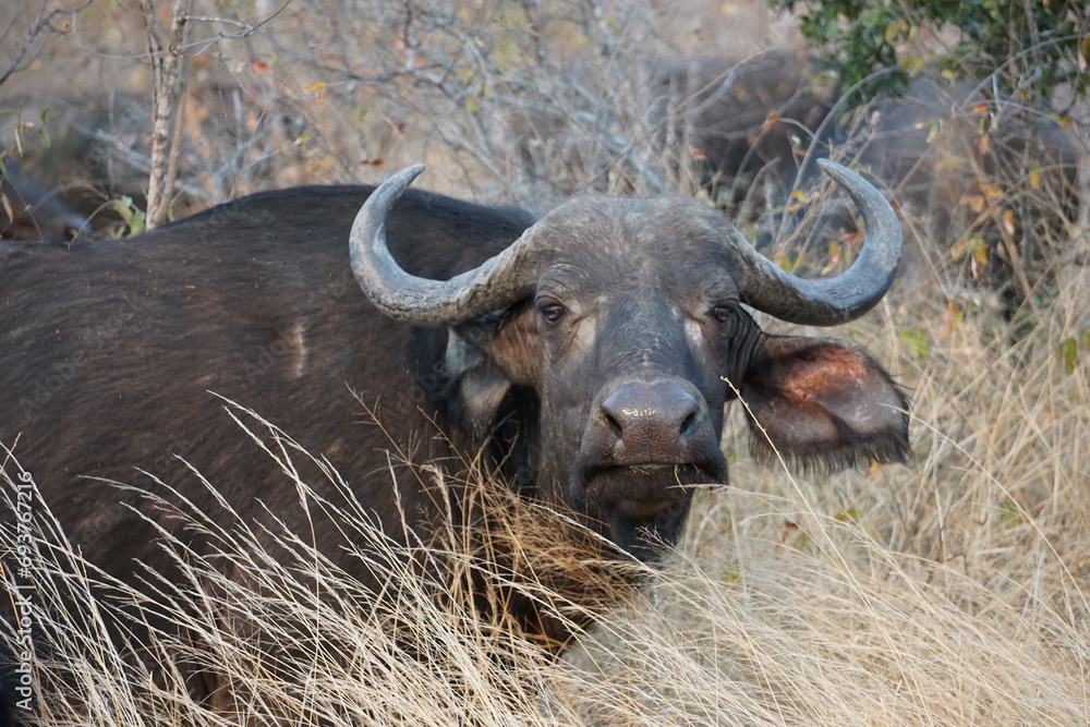 The African buffalo (Syncerus caffer)