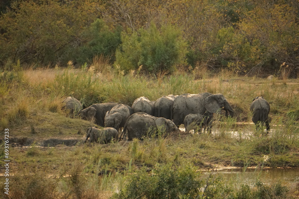Obraz premium African elephant (Loxodonta africana)