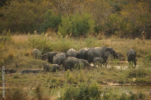 African elephant  Loxodonta africana 