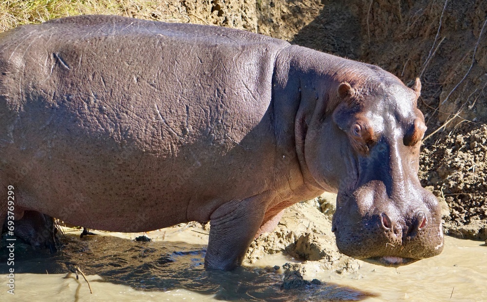 Fototapeta premium Hippopotamus (Hippopotamus amphibius)