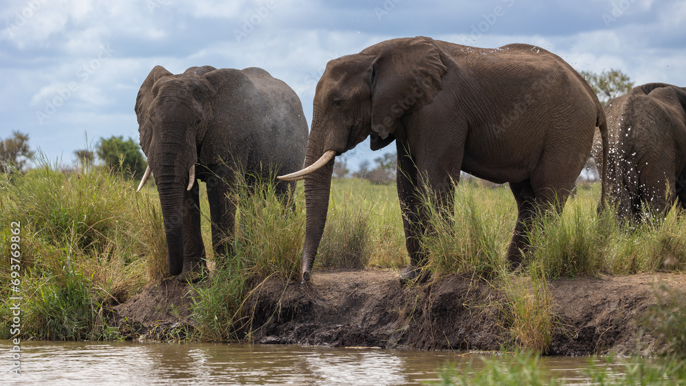 Fototapeta premium Big bull elephants drinking water