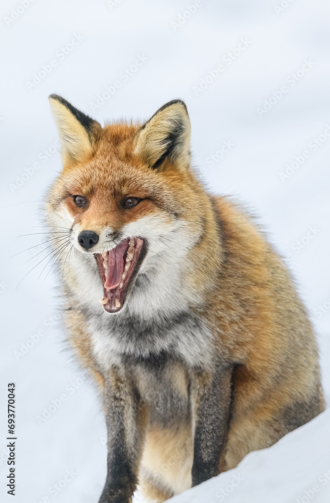 portrait of a red fox in the snow with his mouth wide open