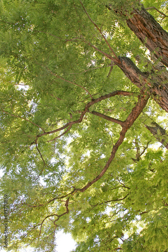 Branches in a tree canopy
