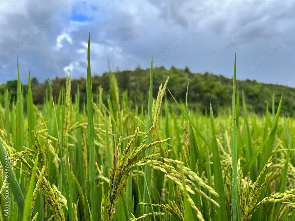 Obraz premium Rice plant