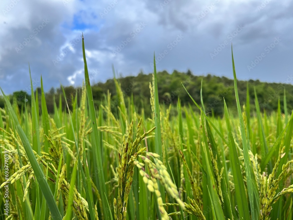 Obraz premium Rice plant