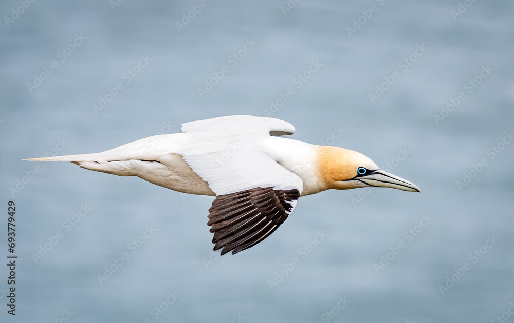 Obraz premium Black Eyed Northern Gannet In Flight