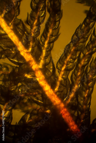 Stem and branches of a moss, glowing in polarization microscopy. photo