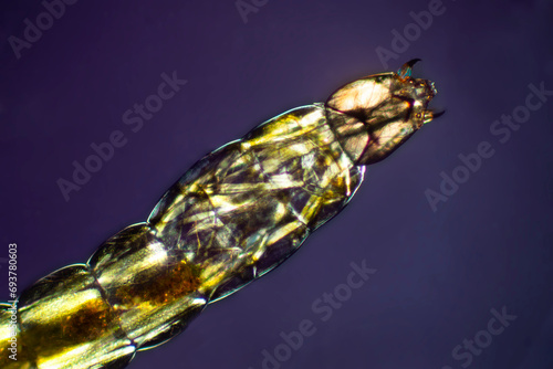 Εκτύπωση καμβά Abstract micrograph of glowing muscle cells of a midge larva.