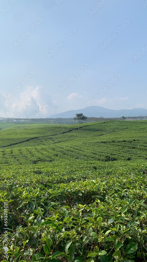 green field and blue sky, tea garden