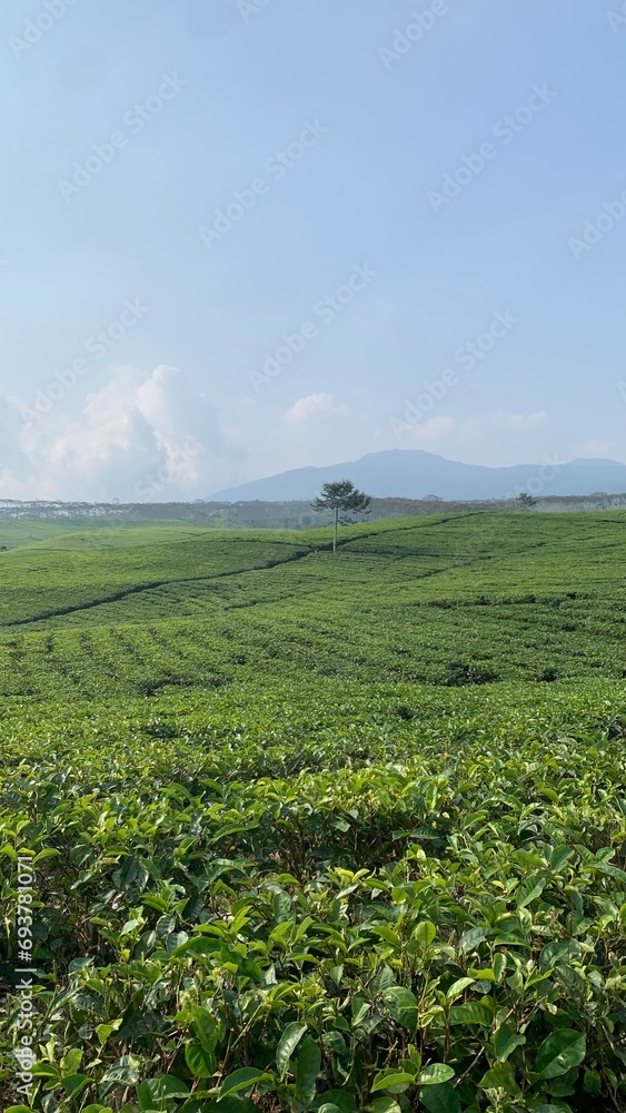 green field and blue sky, tea garden green field and blue sky, tea garden