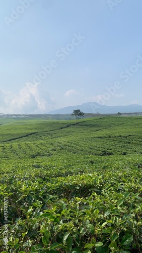 green field and blue sky  tea garden