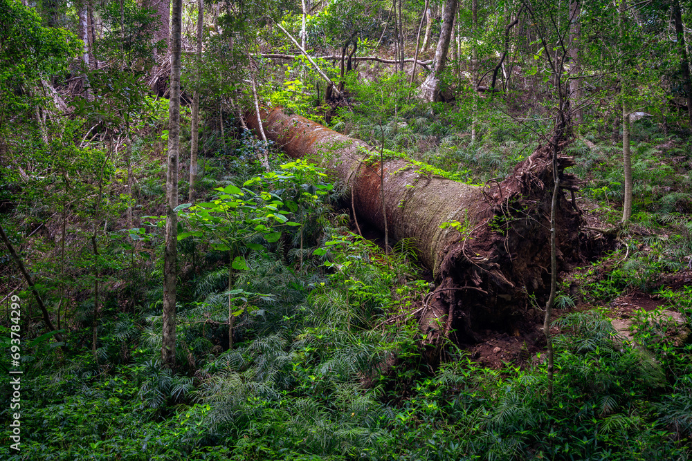 Fototapeta premium Fallen tree in Bunya Mountains National Park, Queensland, Australia