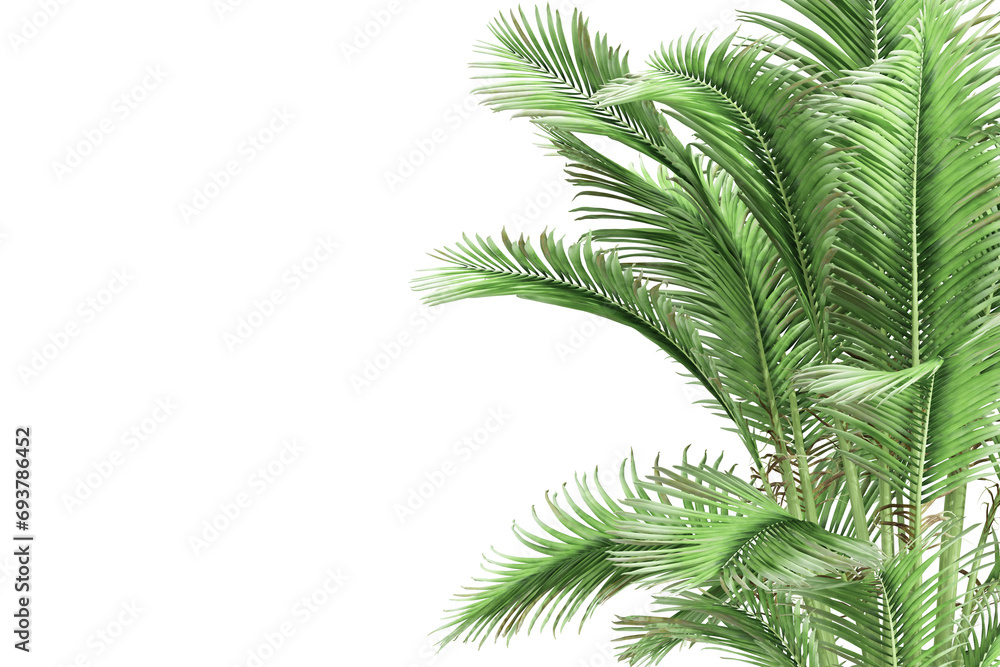 palm leaf isolated on white palm leaf isolated on white