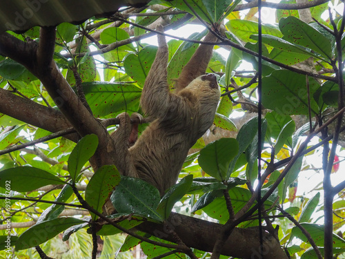 A two-toed sloth climbs a tree in Costa Rica. © Direct+Drone+Camera