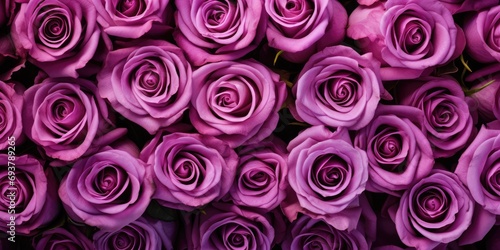 Countless Purple pink Roses, Overhead view, Inscription effect method, romanticism, UHD, high resolution