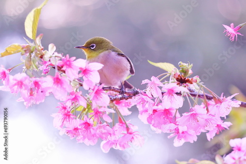 春の訪れと桜とメジロ © eiiti aoki