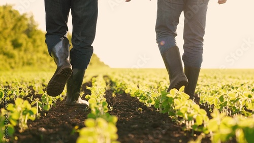 Agriculture. farmer rubber boots walks through agricultural field. soybean field. agro farm plantation modern grown cultivated plants. agriculture business. growing vegetable food products. boots eco. photo