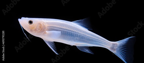 White ghost knifefish in fish tank, Apteronotus albifrons. photo