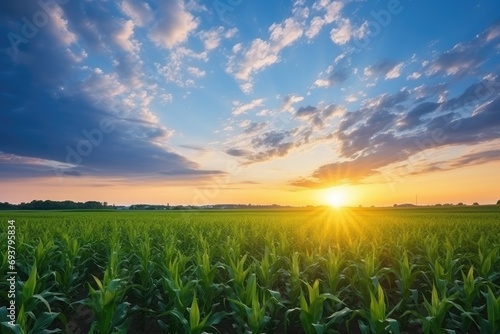 sunset beauty over corn field with blue sky and clouds landscape  agricultural. Generative AI
