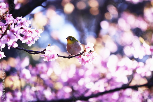 満開の桜と可愛いメジロ