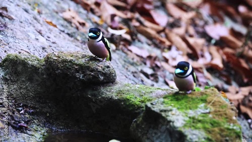 Black-and-yellow Broadbill Bird launching near a small waterhole in a dry stream bed during the dry season, Bird shakes its feathers after bathing.national park Thailand.video. photo